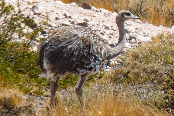 capacitacion-sobre-manejo-de-fauna-silvestre-en-alumine