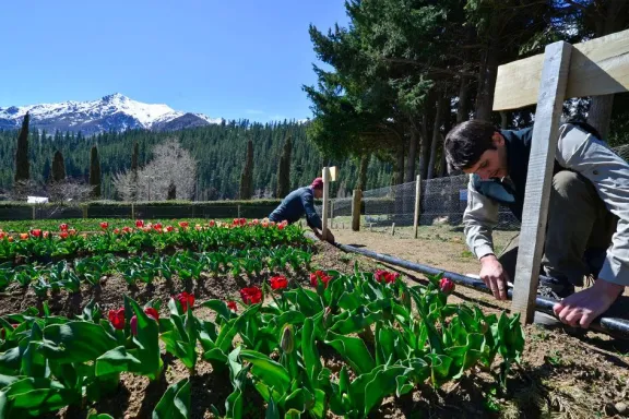 huinganco-florece-con-16000-tulipanes-el-turismo-de-octubre-
