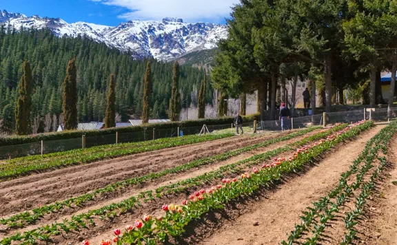 tulipanes-en-huinganco-neuquen-apunta-a-diversificacion-agri