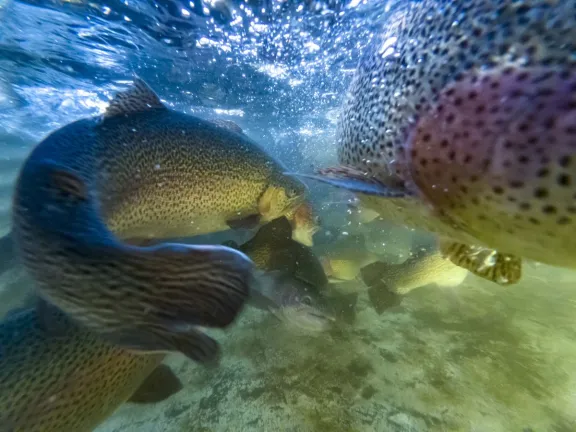 trucha-de-alumine-del-criadero-al-plato-con-identidad-neuqui