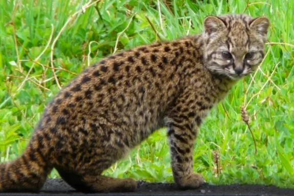 el-gato-huina-felino-patagonico-en-peligro-como-proteger-a-u