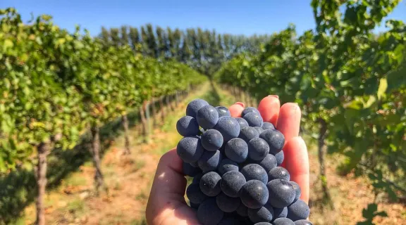 figueroa-impulsa-que-el-pinot-noir-sea-la-cepa-emblema-de-ne