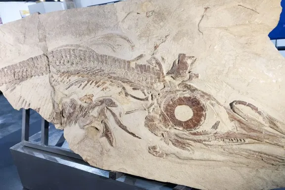 el-catutosaurus-gaspariniae-el-reptil-marino-de-150-millones