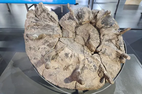 el-museo-olsacher-expone-amonites-prehistoricas-con-espinas-