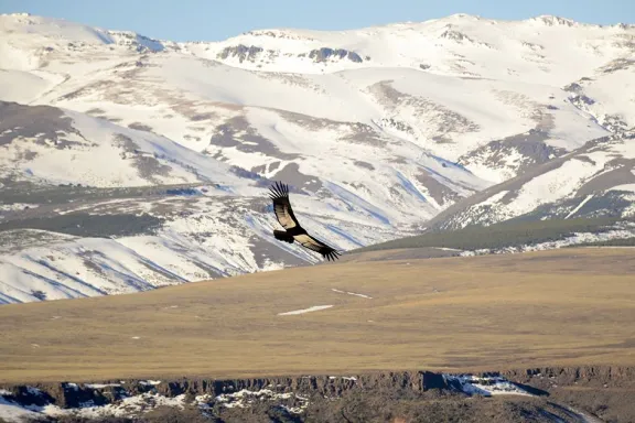 fauna-patagonica-en-invierno-que-ver-y-donde-en-neuquen