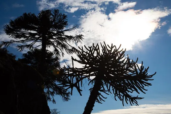 alumine-se-prepara-para-vivir-tres-dias-de-pehuen-musica-y-t