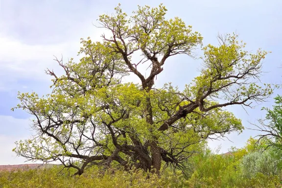 el-sauce-criollo-el-arbol-nativo-que-guarda-la-historia-de-n