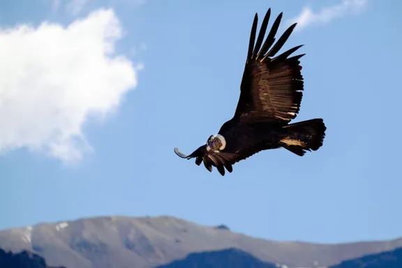 el-condor-andino-guardian-de-los-cielos-neuquinos-en-peligro