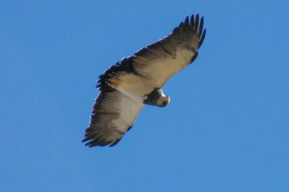 aguila-mora-la-rapaz-que-domina-los-cielos-de-neuquen