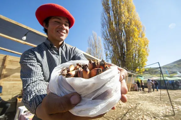 alumine-se-viste-de-fiesta-el-pehuen-tiene-su-celebracion-es