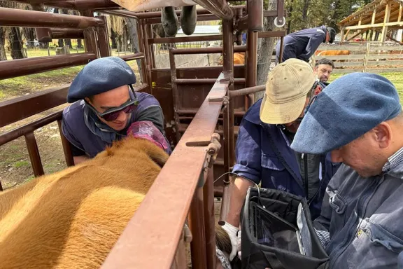neuquen-capacita-a-tecnicos-en-ultrasonografia-reproductiva-