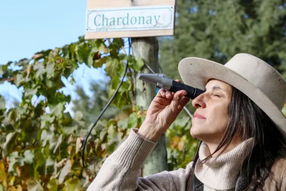 el-sur-neuquino-tiene-su-propia-vendimia-la-estancia-chimehu