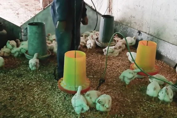 alerta-por-coccidiosis-en-aves-provincia-refuerza-prevencion