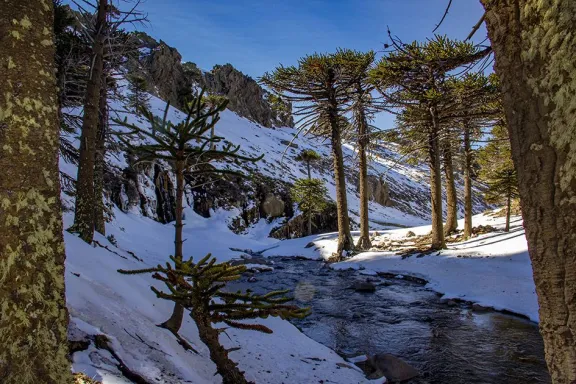 cascada-escondida-en-invierno-nieve-pehuenes-y-raquetas-en-p