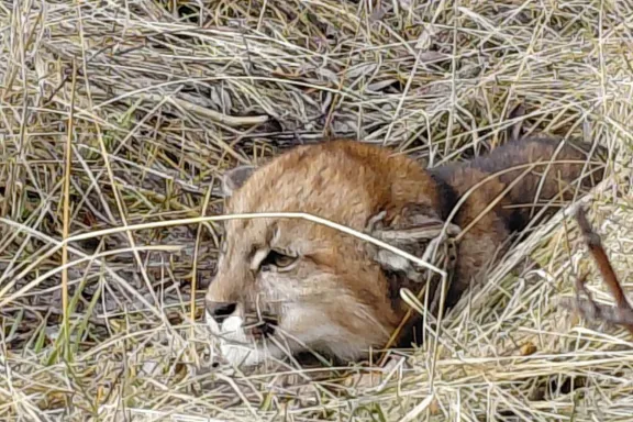 un-puma-entro-a-una-posta-sanitaria-en-kilca-y-lo-reubicaron