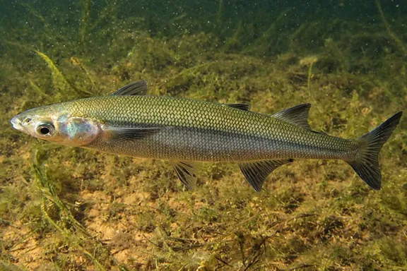 el-pejerrey-patagonico-guardian-de-los-rios-y-lagos-de-neuqu