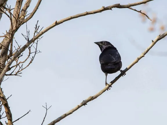 mas-de-285-especies-de-aves-convierten-a-neuquen-en-uno-de-l