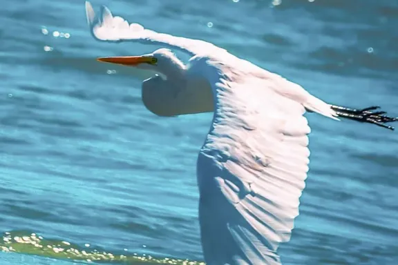 las-aves-de-neuquen-patrimonio-natural-que-se-observa-desde-