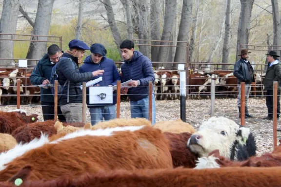 norte-neuquino-ganadero-llega-la-5-feria-de-invernada-en-los