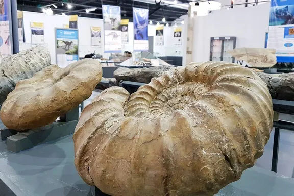 el-museo-olsacher-de-zapala-millones-de-anos-de-historia-pat