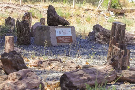 el-museo-del-desierto-patagonico-ciencia-y-fosiles-en-el-cor