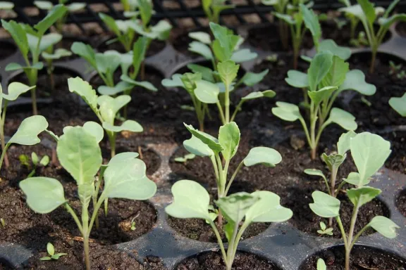 inscripcion-abierta-al-plan-de-plantines-del-proda-produci-t