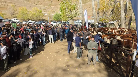record-en-guanacos-se-vendieron-los-529-animales-de-la-feria
