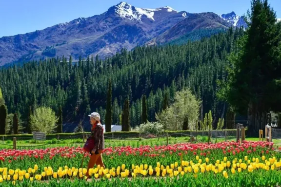 huinganco-revive-el-cultivo-de-tulipanes-16600-bulbos-florec