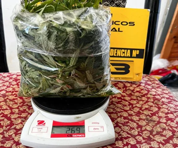 andacollo-desmantelaron-un-cultivo-ilegal-de-marihuana-tras-