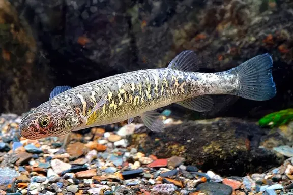 el-puyen-grande-el-pez-sin-escamas-que-sobrevive-en-las-agua