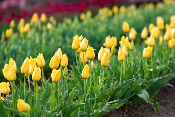 huinganco-florece-tulipanes-arte-y-astroturismo-en-el-norte-