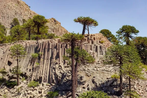 el-pehuen-el-gigante-milenario-que-define-la-identidad-de-ne