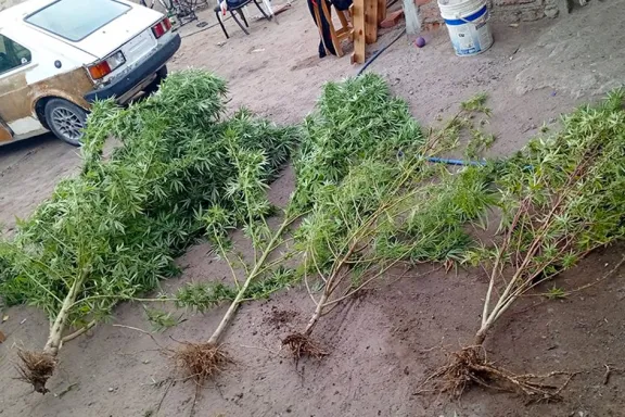 plantas-de-cannabis-de-casi-tres-metros-allanamiento-en-el-b