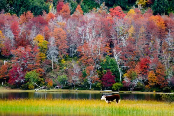 el-otono-tine-de-colores-la-provincia-de-neuquen-una-estacio