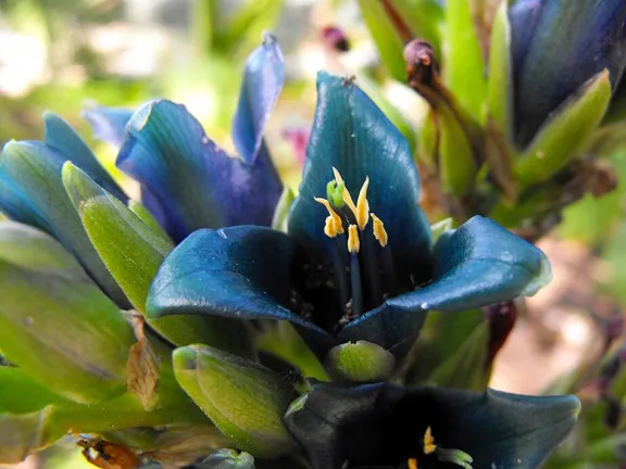 puya-la-joya-azul-de-las-montanas-del-norte-neuquino-que-nec