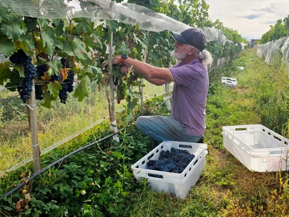 vino-artesanal-de-plaza-huincul-identidad-patagonica-desde-e