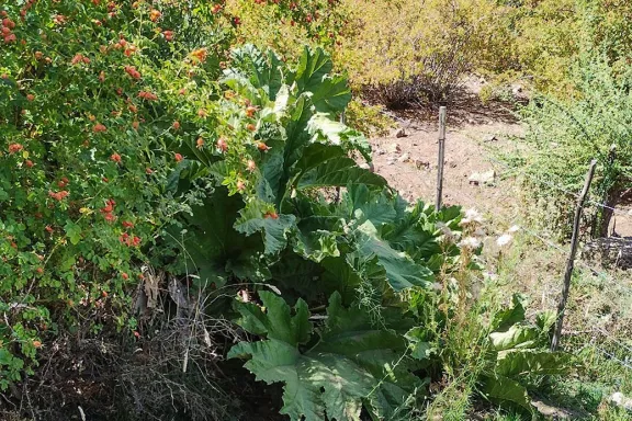 nalca-la-planta-nativa-que-conecta-medicina-ancestral-cultur