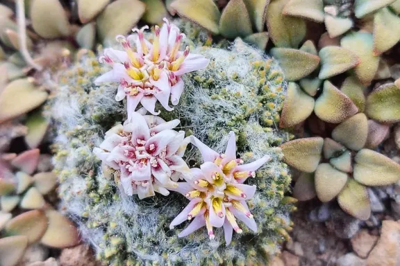 descubren-una-nueva-especie-vegetal-exclusiva-de-los-volcane