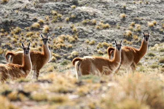 el-guanaco-simbolo-neuquino-en-peligro-que-hace-falta-para-s