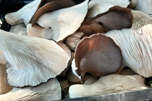hongos-comestibles-la-nueva-oportunidad-de-negocio-que-despe