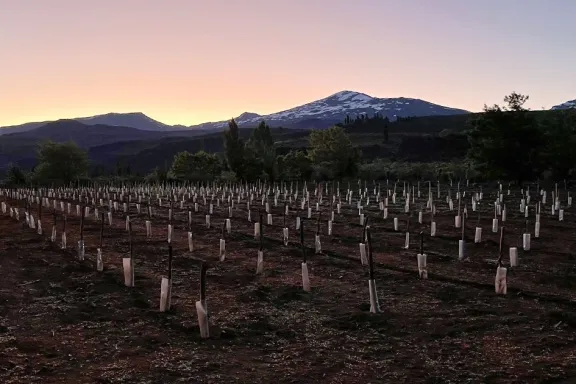 el-alto-neuquen-emerge-como-nueva-region-vitivinicola-con-hi