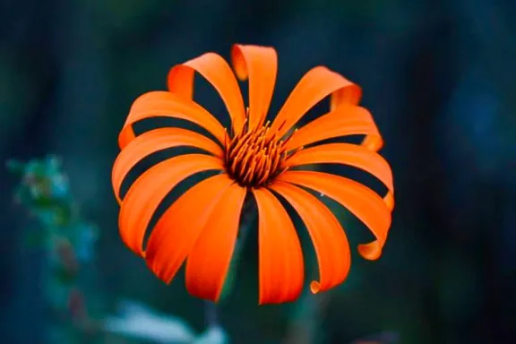 la-mutisia-la-flor-de-neuquen-que-nace-de-una-leyenda-mapuch